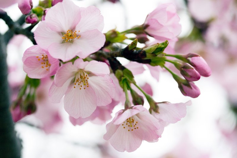 Cherry Blossom Closeup 7